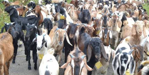 सहारा सहकारीले बेच्यो साढे ६९ लाखको खसीबोका